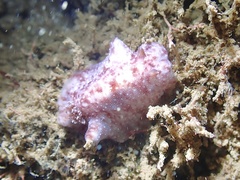 Peltodoris rubra