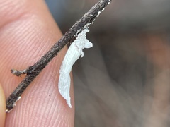 Crypticerya genistae