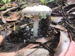 Amanita farinacea