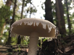Amanita farinacea