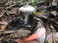 Amanita farinacea