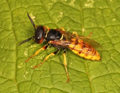 Philanthus triangulum