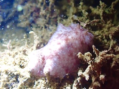 Peltodoris rubra