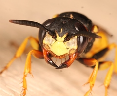 Philanthus triangulum
