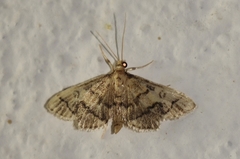 Metasia ophialis