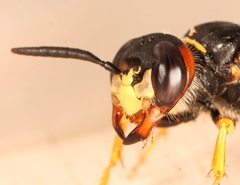 Philanthus triangulum