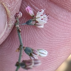 Eriogonum apiculatum