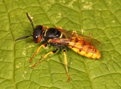 Philanthus triangulum