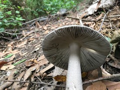 Amanita cheelii