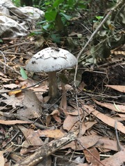 Amanita cheelii