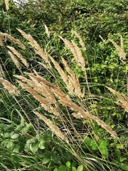 Calamagrostis epigejos