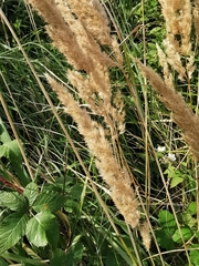 Calamagrostis epigejos