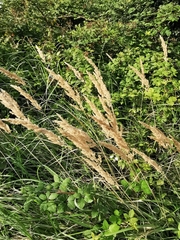 Calamagrostis epigejos