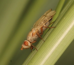 Tetanops myopina