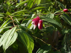 Cavendishia tarapotana
