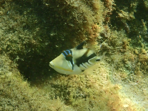 Photo of Picasso triggerfish (Rhinecanthus aculeatus)