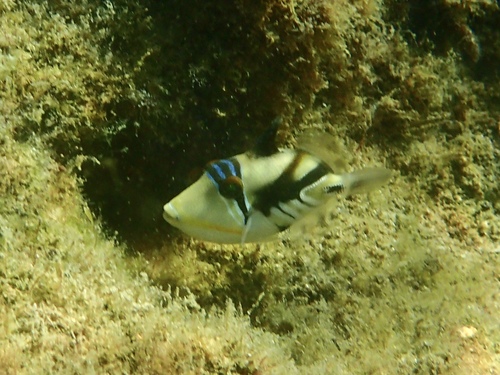 Photo of Picasso triggerfish (Rhinecanthus aculeatus)