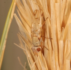 Tetanops myopina