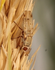Tetanops myopina