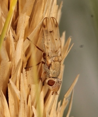 Tetanops myopina