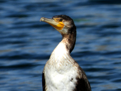 Phalacrocorax carbo