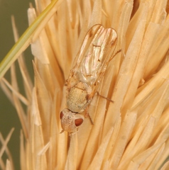 Tetanops myopina