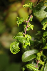 Brachycaudus helichrysi