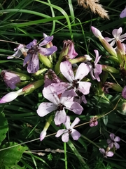 Saponaria officinalis