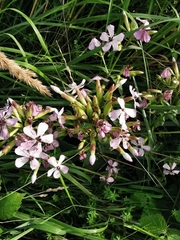 Saponaria officinalis