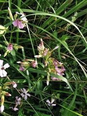 Saponaria officinalis