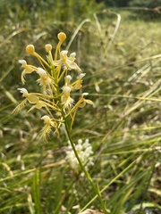Platanthera × bicolor