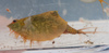 Tadpole Shrimps, Clam Shrimps and Water Fleas - Photo (c) Don Loarie, some rights reserved (CC BY), uploaded by Don Loarie