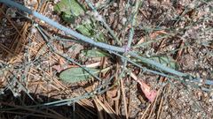 Eriogonum apiculatum