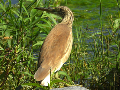 Ardeola ralloides