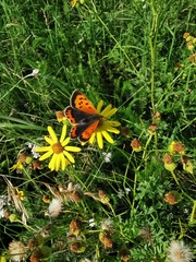Lycaena phlaeas