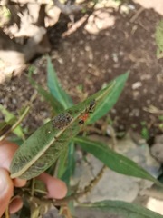 Pseudomyrmex gracilis
