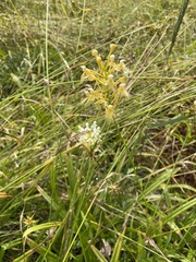 Platanthera × bicolor