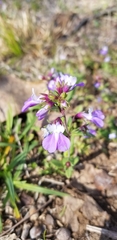 Collinsia violacea