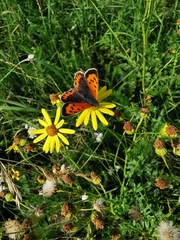 Lycaena phlaeas