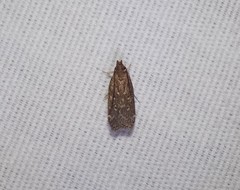 Helcystogramma melantherella