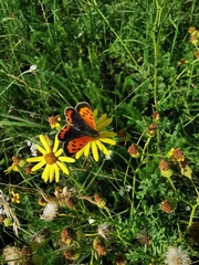 Lycaena phlaeas