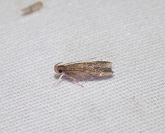 Helcystogramma melantherella