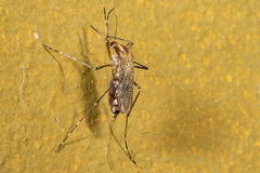 Aedes caspius