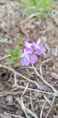 Collinsia violacea