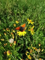 Lycaena phlaeas