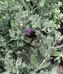 Bombus pensylvanicus image