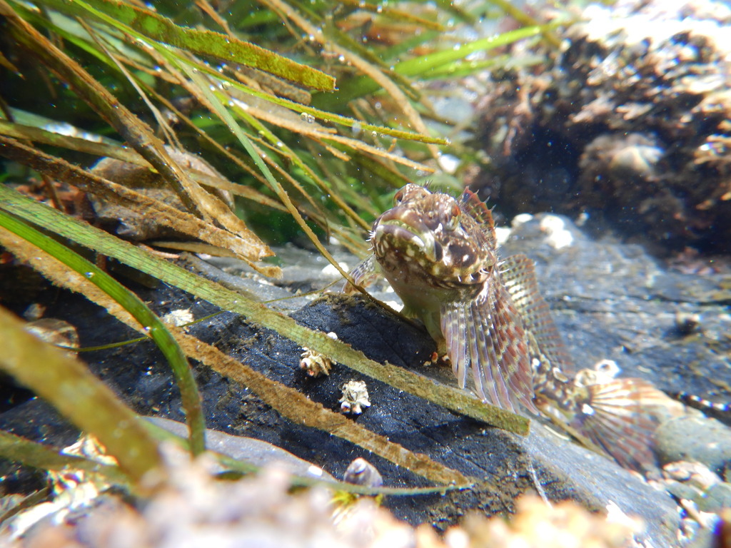 Tidepool sculpin (Oligocottus maculosus) — Cottidae