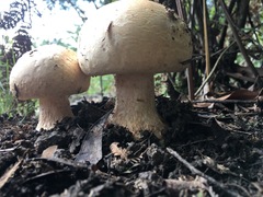 Amanita grisella