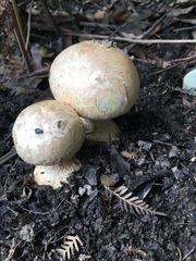 Amanita grisella