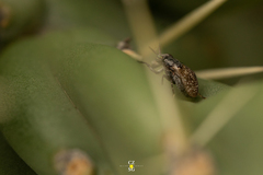 Stictomyia longicornis